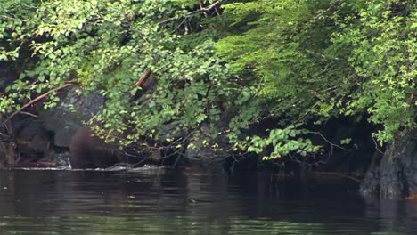 Schwarzer-Bär,-Der-In-Das-Seichte-Wasser-Des-Flusses-In-Alaska-Kommt