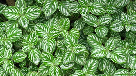 Pilea cadierei Aluminum Plant nature up-close evergreen leaves Bogota Botanical Garden Colombia