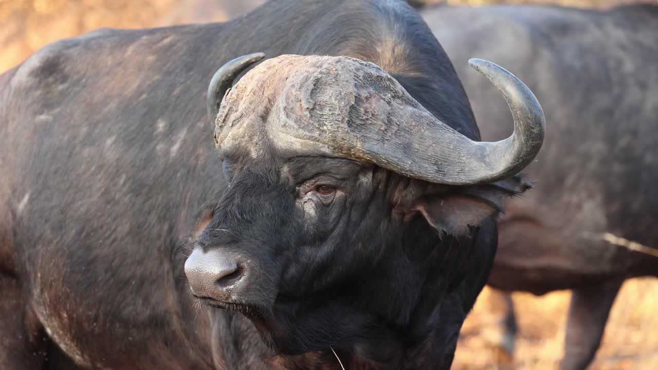 Closeup of a male Cape buffalo turning its head, Kruger National Park.