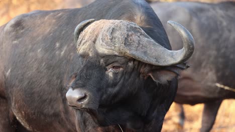 closeup of a male cape buffalo turning its head, kruger national park.