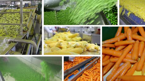 vegetable processing in food industry, multi screen