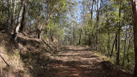 Handheld-footage-of-fire-break-trails-in-Nerang-National-Park,-Gold-Coast,-Queensland,-Australia