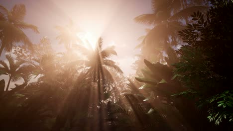 Sunset-Beams-through-Palm-Trees