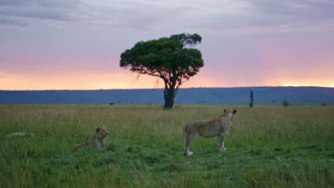 beautiful landscape scenery at dusk with a group of lions lying down looking out over the amazing maasai mara national reserve, kenya, africa safari animals in masai mara north conservancy