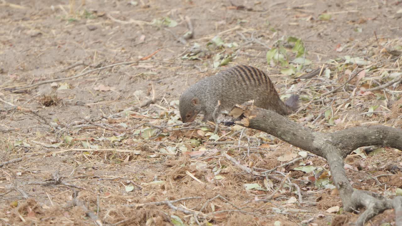 Una mangusta fasciata (Mungos mungo) si nutre intensamente sul secco suolo della foresta tra lettiera di foglie e rami caduti nel Parco Nazionale Kruger, Sudafrica. Filmato al rallentatore