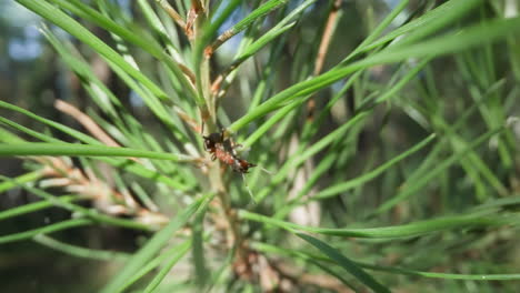 macro view of a pine tree branch with an ant, amidst vibrant green needles and soft forest backdrop