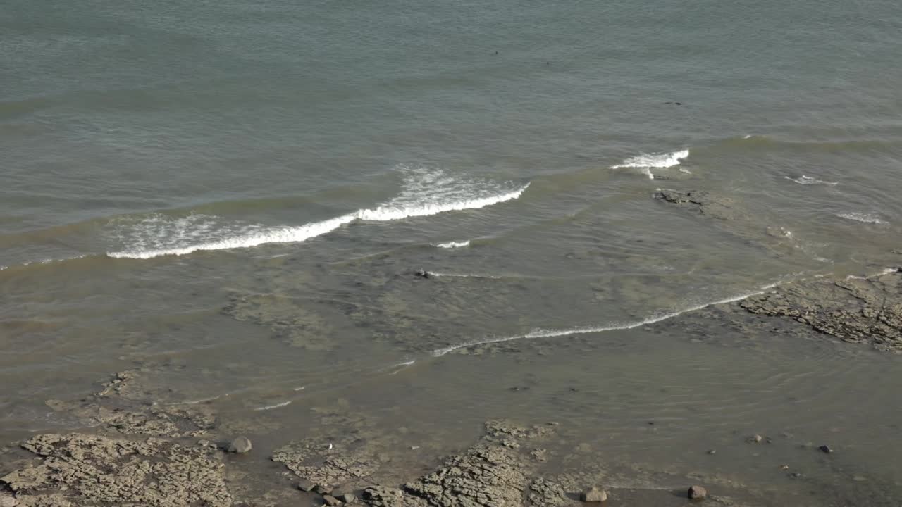 Ripresa grandangolare di foche che nuotano verso la riva con onde che si infrangono.