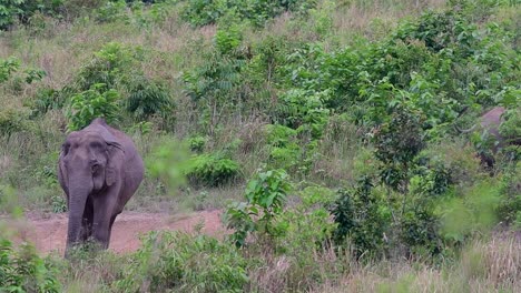 Los-Elefantes-Asiáticos-Son-Especies-En-Peligro-De-Extinción-Y-También-Son-Residentes-De-Tailandia