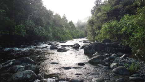 Stream-in-the-native-New-Zealand-Forest-4K-drone-shot