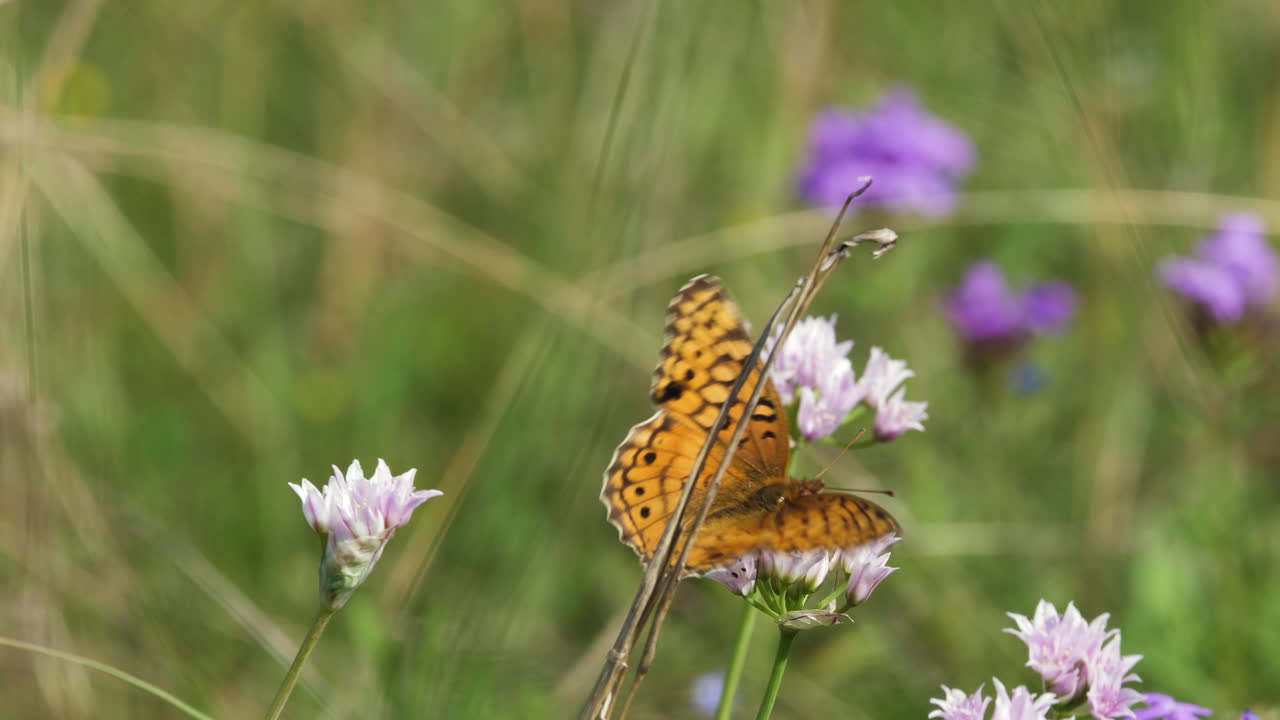 Due farfalle fritillarie variegate che svolazzano tra i fiori selvatici, insetti macro del Texas