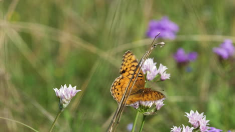 Zwei-Bunte-Perlmutterfalter-Flattern-Zwischen-Wildblumen,-Makro-Texas-Insekten