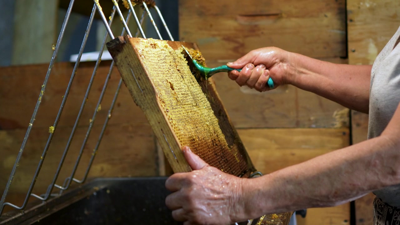 Apicoltore che tiene un telaio di legno pieno di miele mentre usa uno strumento per disopercolare per rimuovere lo strato di cera che copre le celle del miele