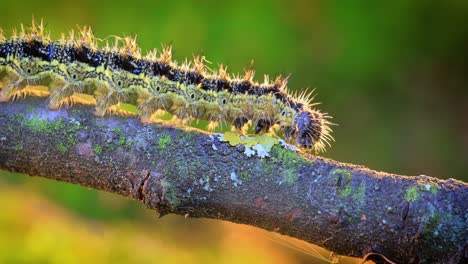 small tortoiseshell (aglais urticae) caterpillar. the urticaria caterpillar crawls in the rays of the setting sun.