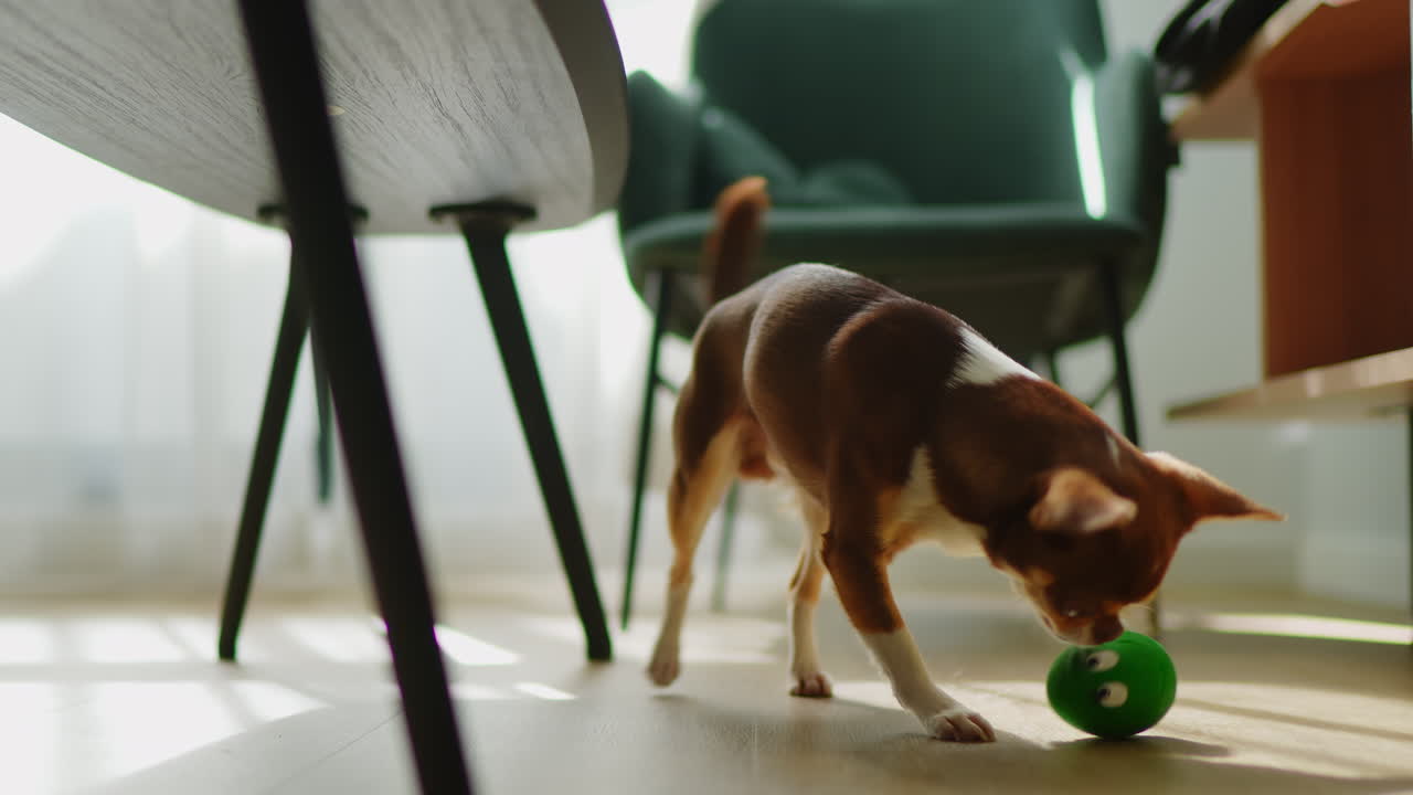 Cagnolino giocoso che si diverte con una palla verde a casa.