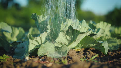 Water-Jets-Pour-Cabbage-In-The-Garden-4K-Video