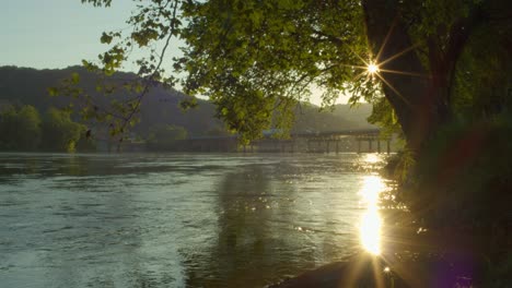 Tree-growing-by-river-bank-with-bridge-in-the-background-in-Glen-Lyn-Virginia