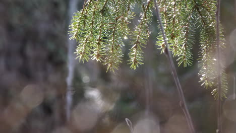 pine tree branch in springtime on sunny day with light rain drops falling