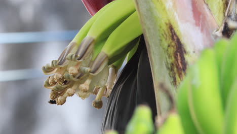 Schwarze-Winzige-Bienen-Bestäuben-Bananenblüten