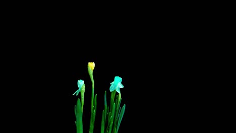 time lapse shooting of the growth and flowering of a bouquet of blue and yellow daffodils on a black background, 4k video. beautiful unusual flowers.