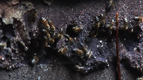 African-honey-bees-have-created-a-hive-in-a-cinder-block-wall,-close-up