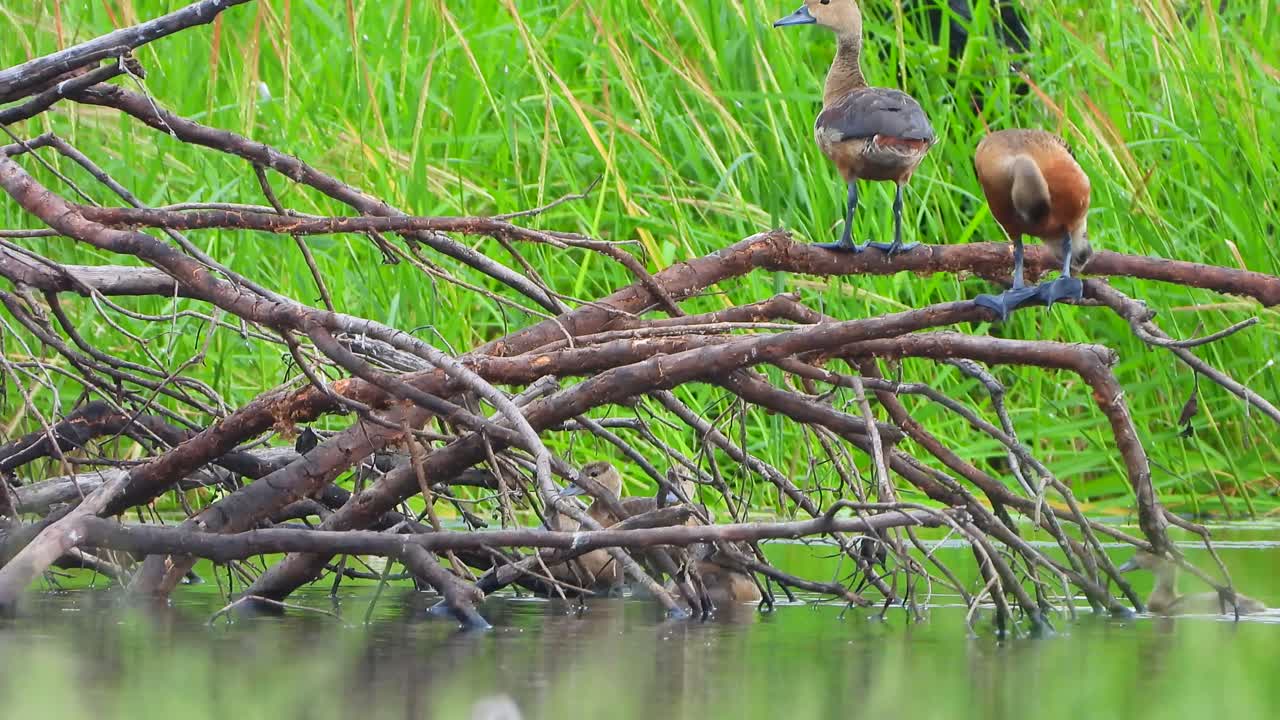 연못에서 휘파람 오리 병아리