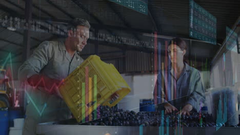 man and woman sorting grapes with financial data processing animation overlay