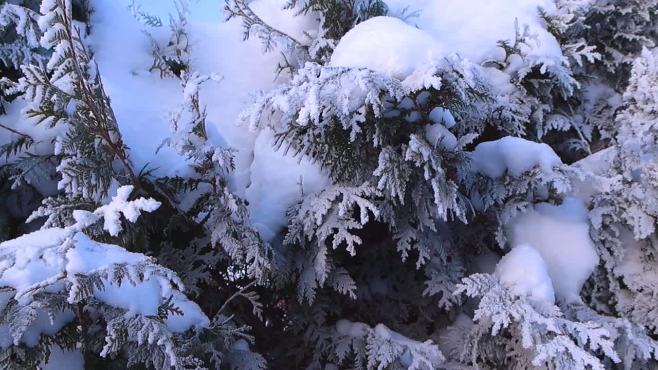 Nærbillede af en stedsegrøn hæk med grene tungt dækket af frisk, blød sne og fine rimfrostkrystaller, der skaber en smuk og fredfyldt vinterlandskabsscene