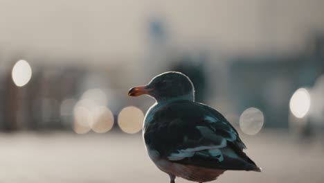 Back-View-Of-Dolphin-Gull-With-Bokeh-Background