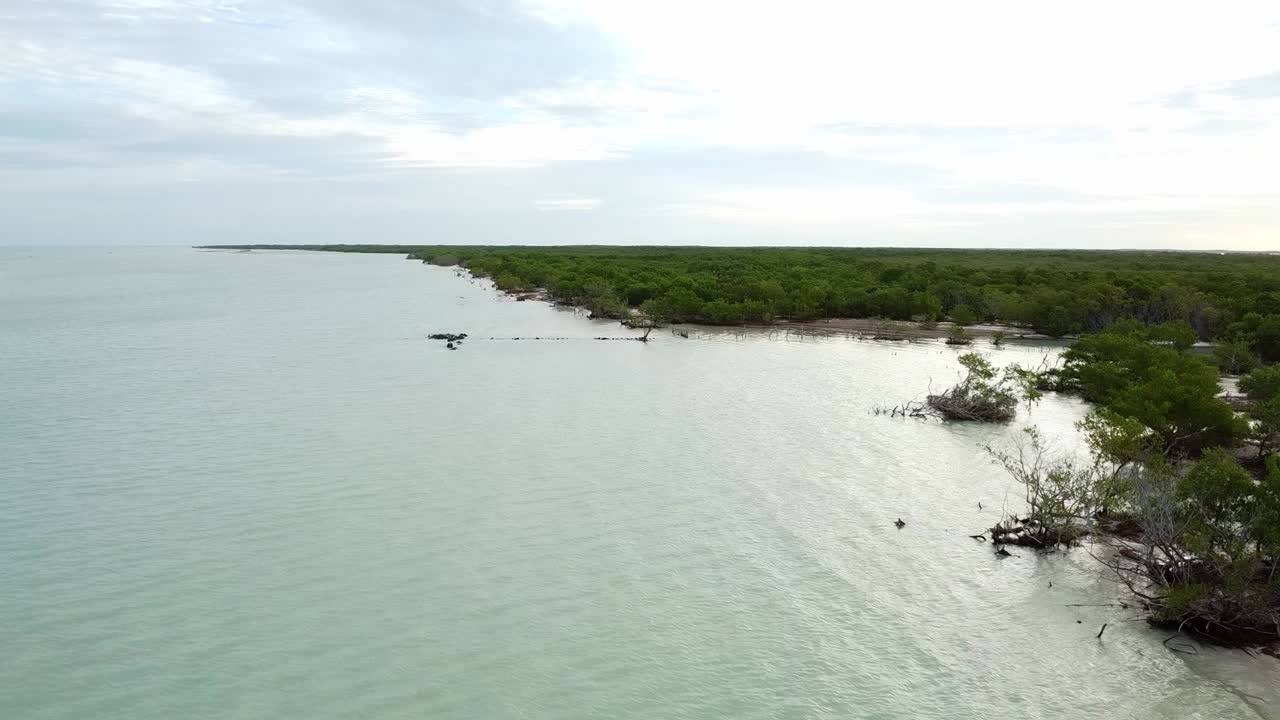 Aerial View of a Pristine Tropical Coastline with Mangroves
