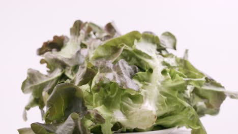 Green-oak-and-red-oak-fresh-lettuce-planted-in-the-Hydroponics-style-is-beautifully-placed-and-slowly-rotating