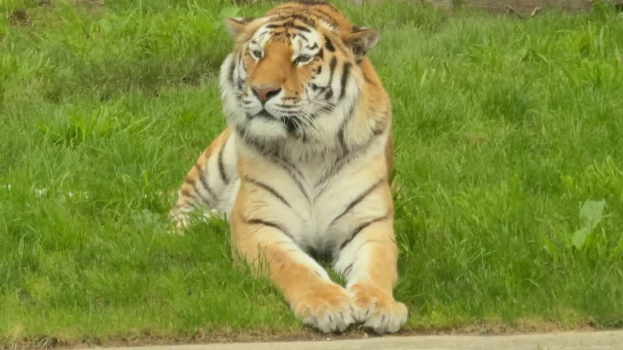 Close-up of a majestic Bengal tiger resting calmly on lush green grass, showcasing wild animal beauty, strength, and tranquility in a natural outdoor environment