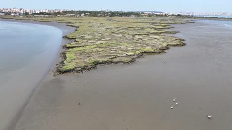 drone flying over a swamp bird island near seixal in portugal