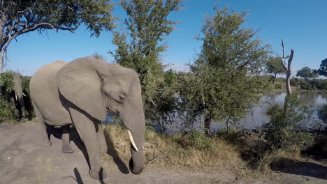 Elephants-walk-in-single-file-by-waterhole-in-African-bushland,-gopro