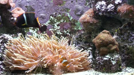 view of fish in the aquarium at the zoo