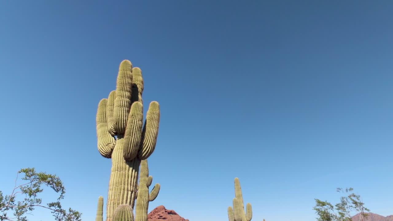 paisaje botánico del desierto con los icónicos cactus saguaro: fondo: pan hacia abajo: toma de establecimiento