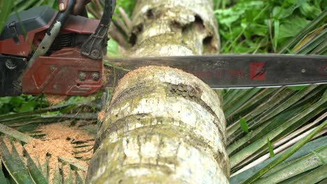 Cutting-trees-in-the-jungle-caused-the-place-to-create-empty