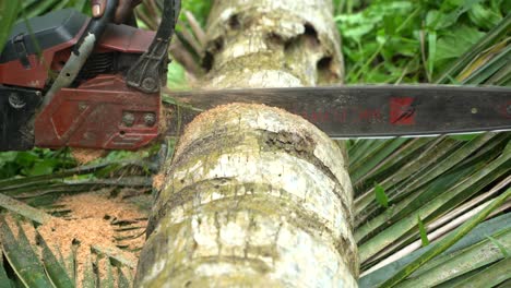 Cutting trees in the jungle caused the place to create empty