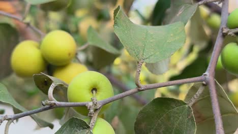 closeup of ripe ber fruit on the branch also know as ziziphus mauritiana indian jujube, indian plum