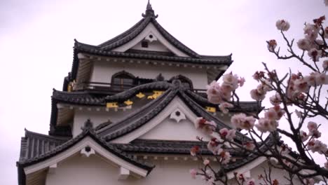 focus shift between sakura cherry blossoms and japanese castle