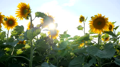 field of sunflowers on background of heaven and bright sun, field of blooming sunflowers in backlight, wonderful view of meadow