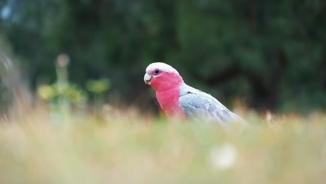 bonita cacatúa emplumada rosa y azul tranquila en la hierba - cámara lenta