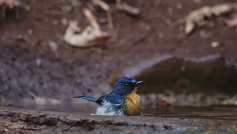 Mirando-Hacia-La-Derecha-Mientras-Se-Baña-Durante-La-Tarde-En-Lo-Profundo-Del-Bosque,-Papamoscas-Azul-Indochino-Cyornis-Sumatrensis,-Macho,-Tailandia