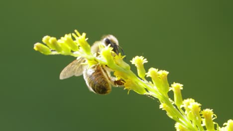 Biene-Bestäubt-Und-Sammelt-Nektar-Aus-Der-Blüte-Der-Pflanze