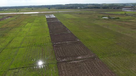 Aerial-shot-of-a-rice-field-towards-the-horizon-taken-by-a-drone