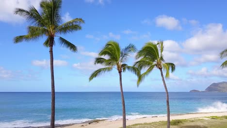 tropical palm trees and crashing waves on beach rocks reveal beach park in hawaii