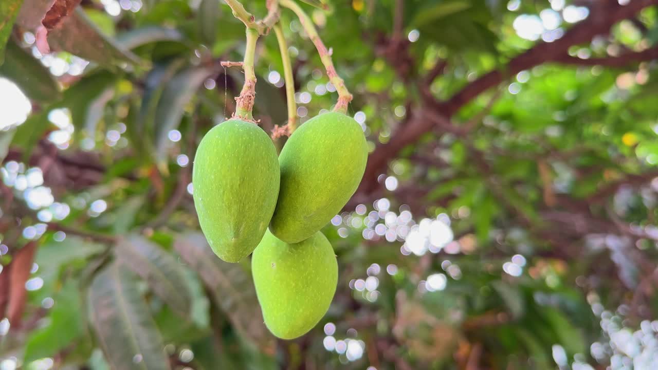 closeup of mangos hanging from the branch