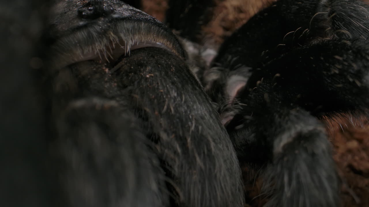 타란툴라 눈에서 하악골까지 기울어짐