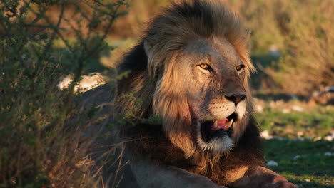 león tendido en el suelo con la luz del sol brillante en su cara