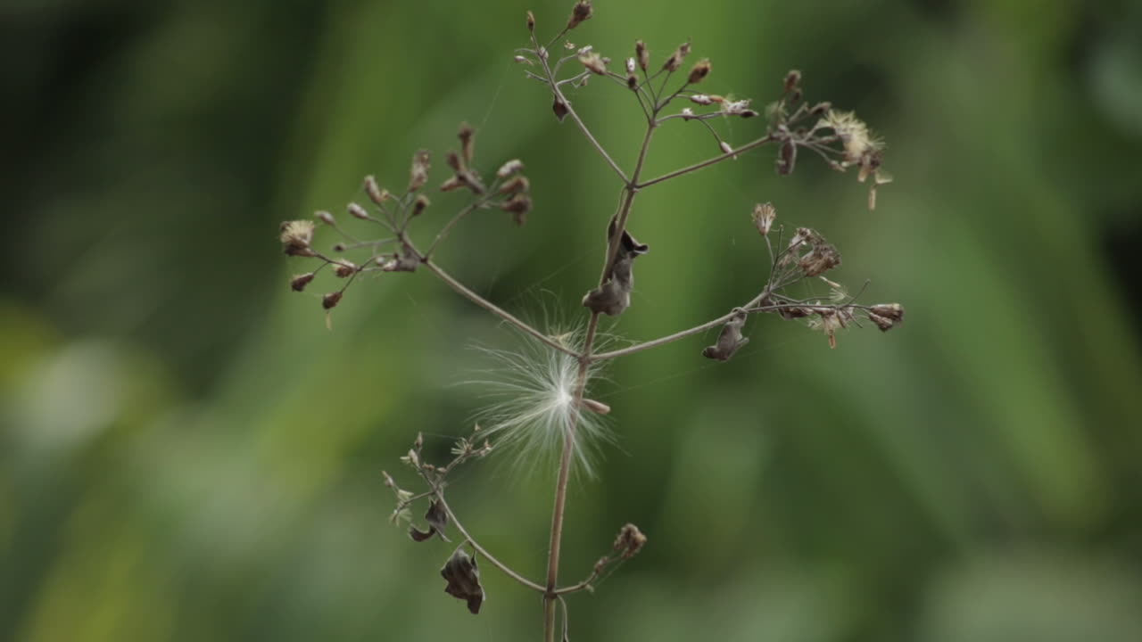 cyanthillium cinereum balanceándose en el viento fuerte