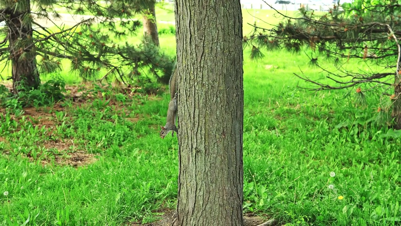 Scoiattolo che si arrampica su un albero in un parco in una giornata di sole, con erba e alberi che circondano l'area.